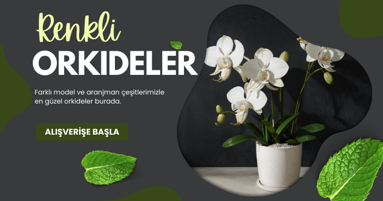 Renkli Orkideler