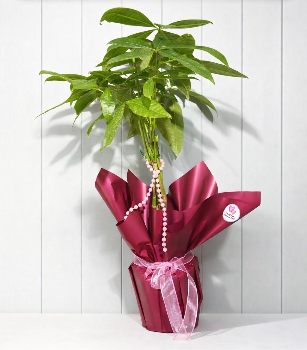 Şans -Bereket çiçeği 