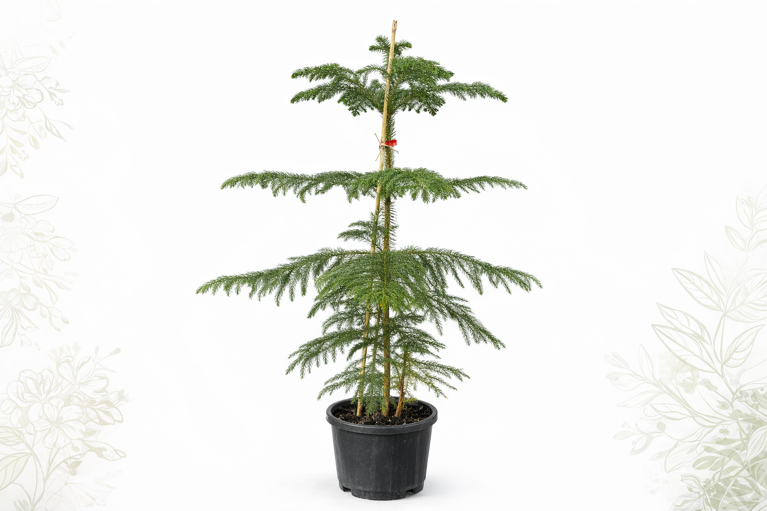 Salon Çamı- Norfolk Adası Çamı 