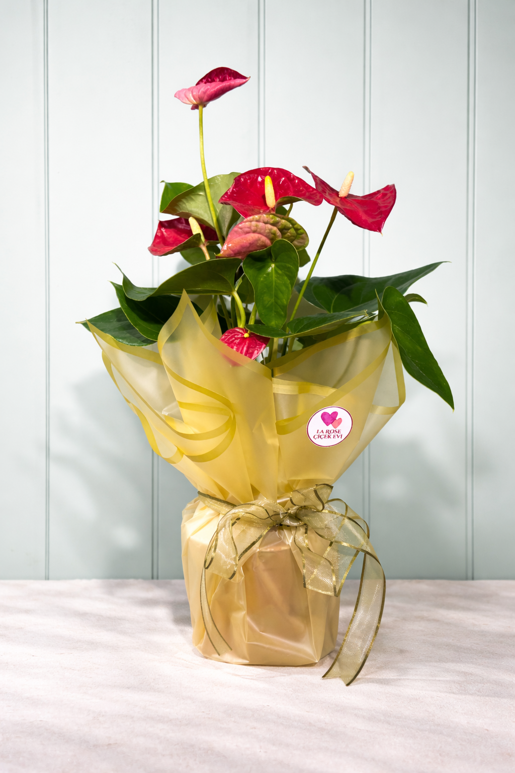 Antoryum (Anthurium)