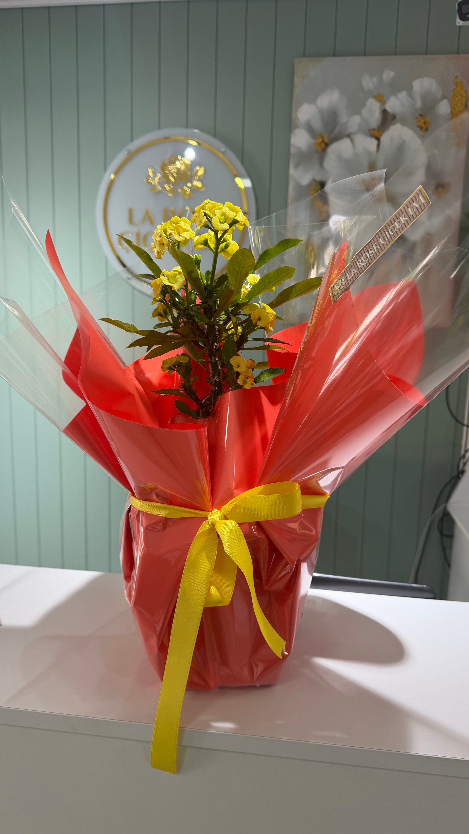 Euphorbia milii -Dikenli Taç 