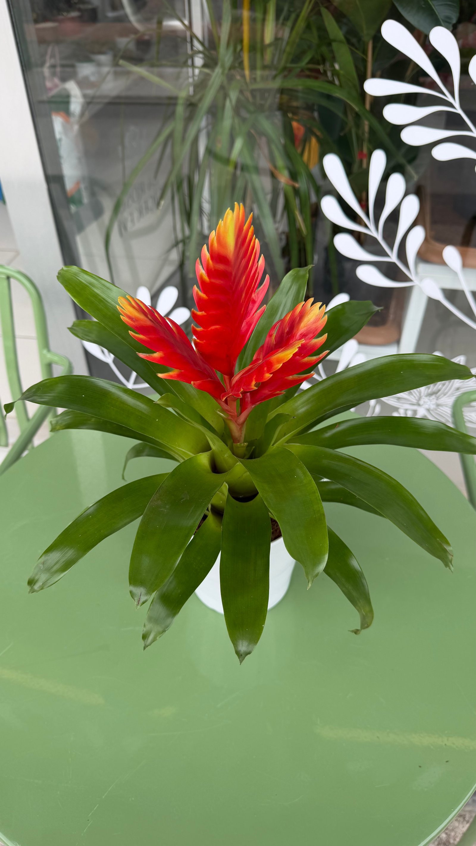 Vriesea (Alev Kılıcı) 