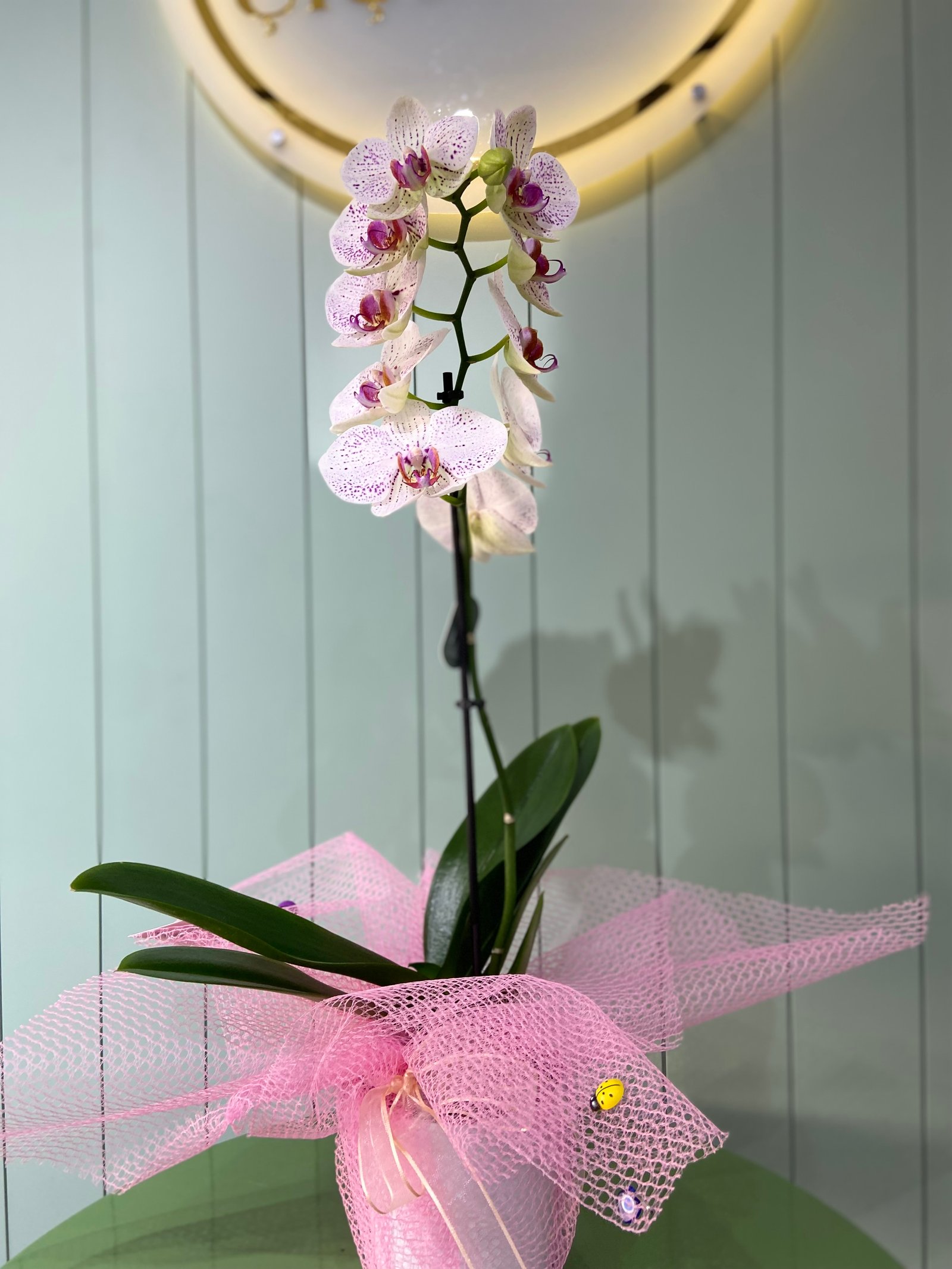 Tek Dal Orkide - Beyaz mor benekli 