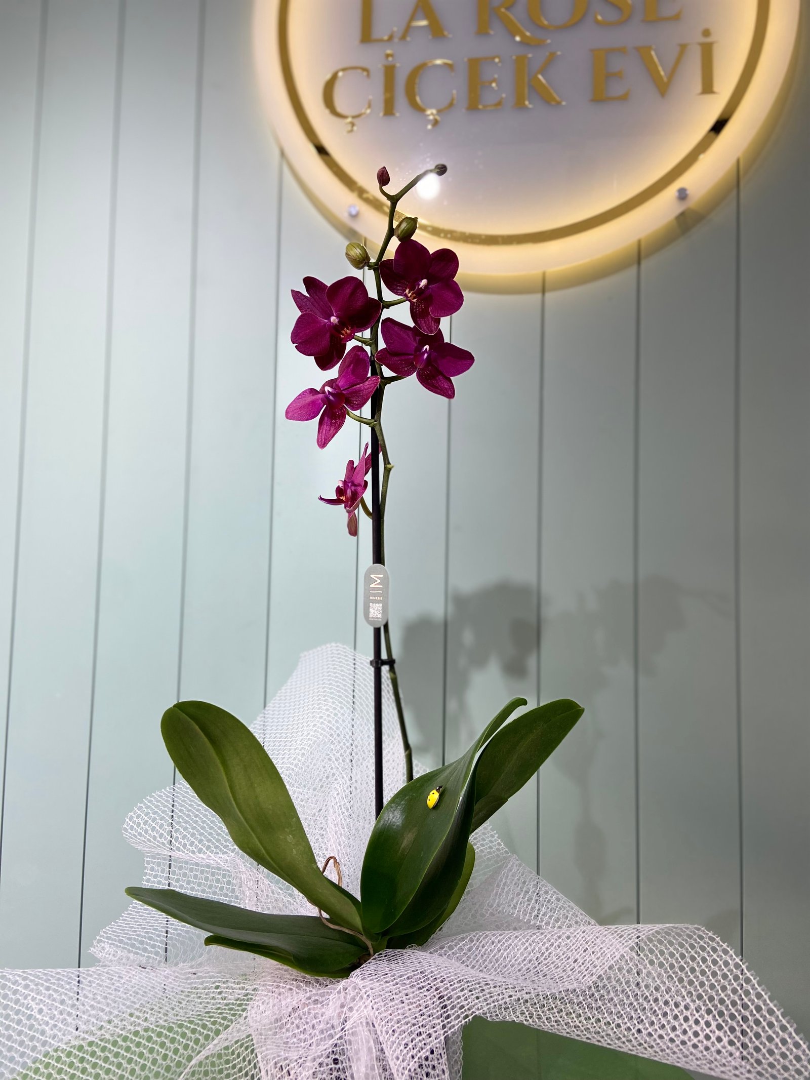 Tek Dal Orkide- Koyu Mor 