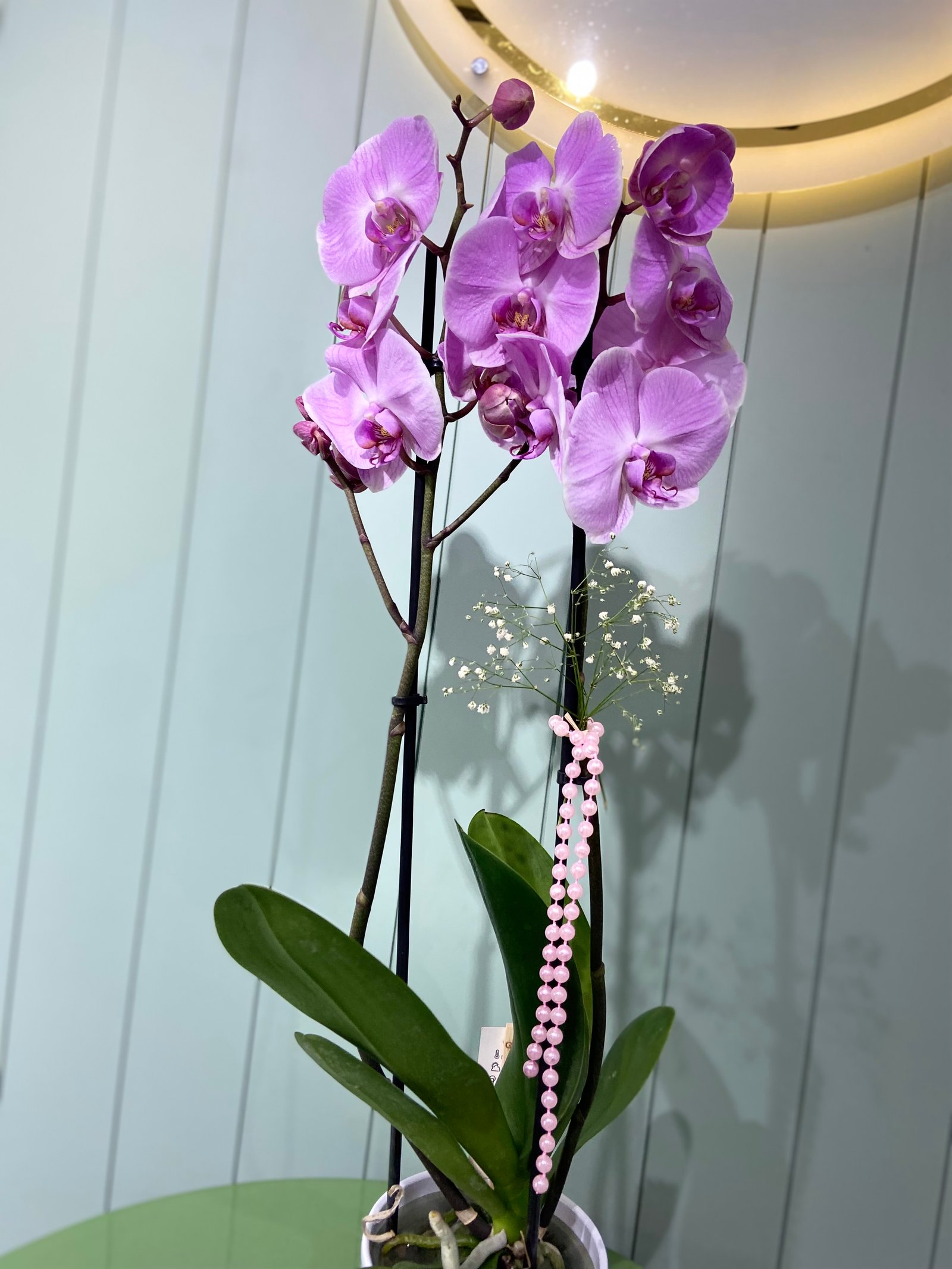 Çift Dal Orkide - Mor/lila