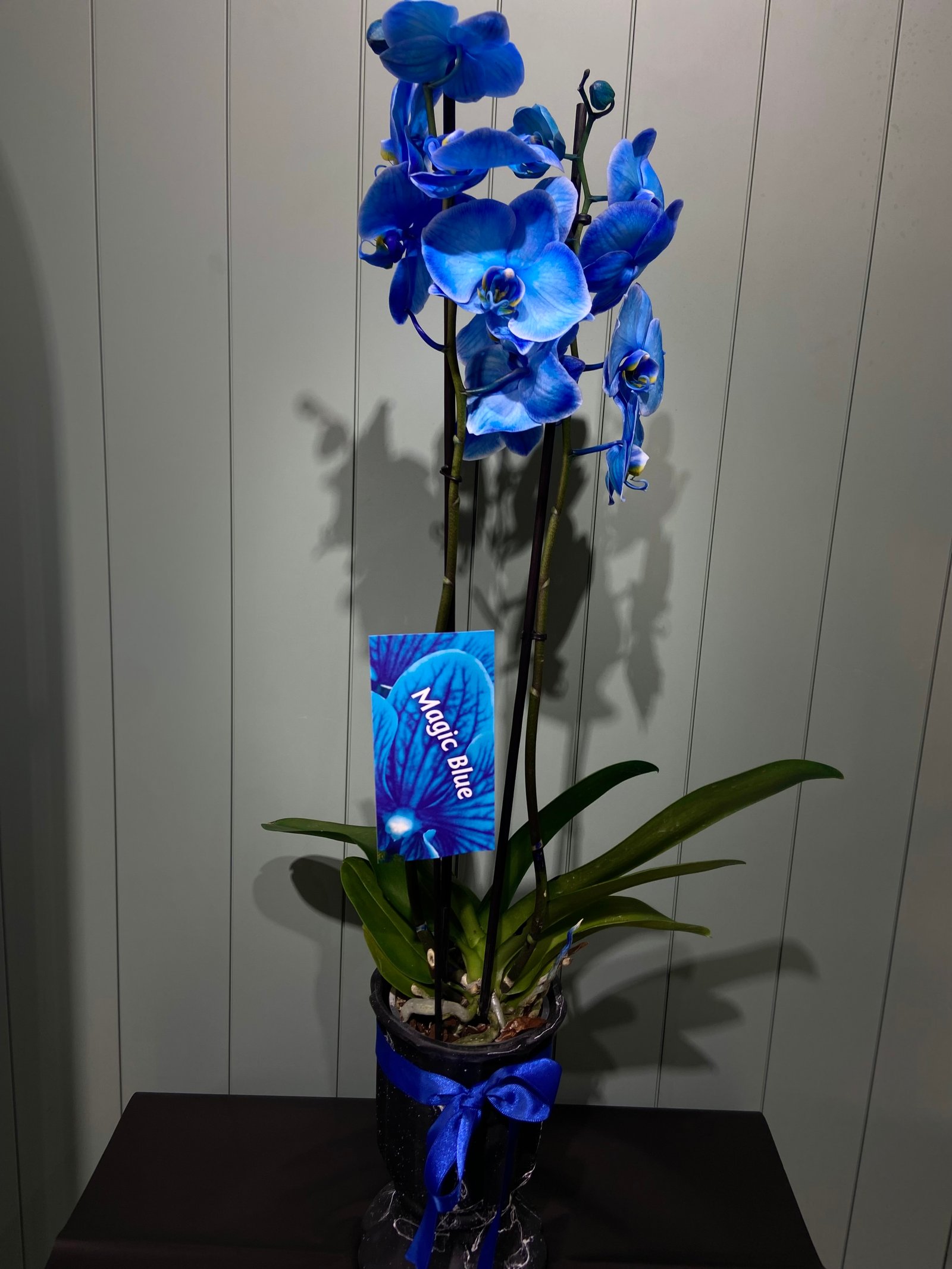 Çift dal mavi orkide 