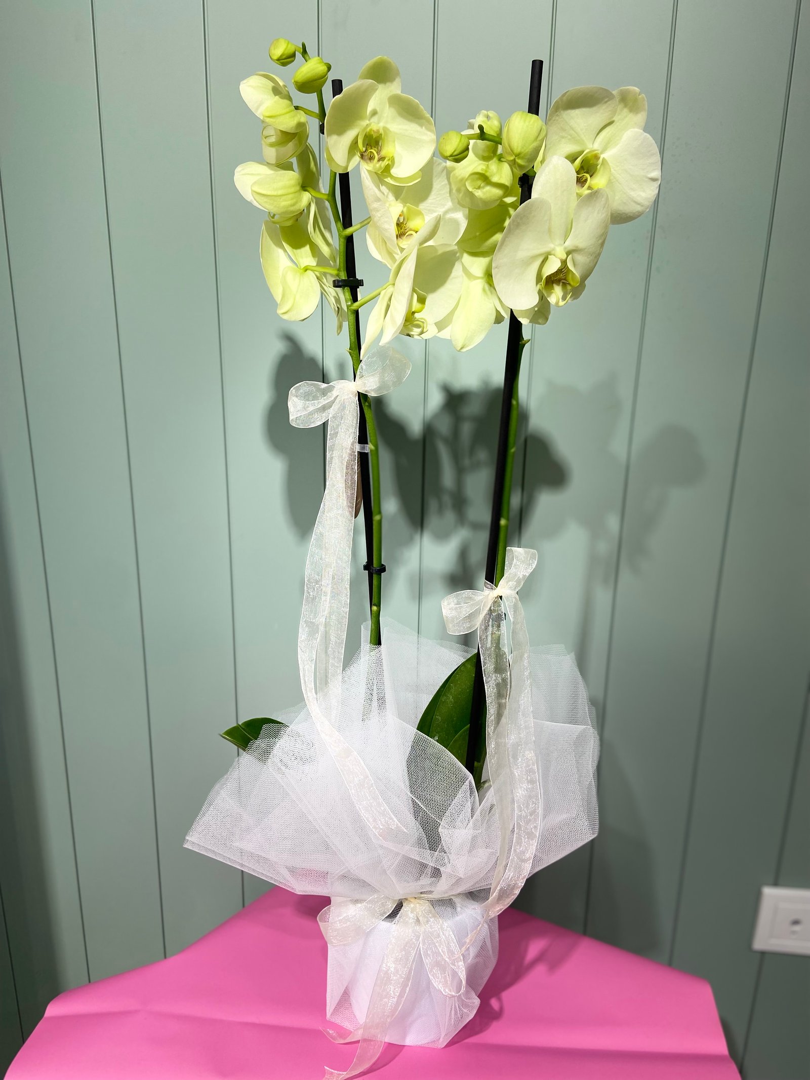 Çift dal orkide-Sarı