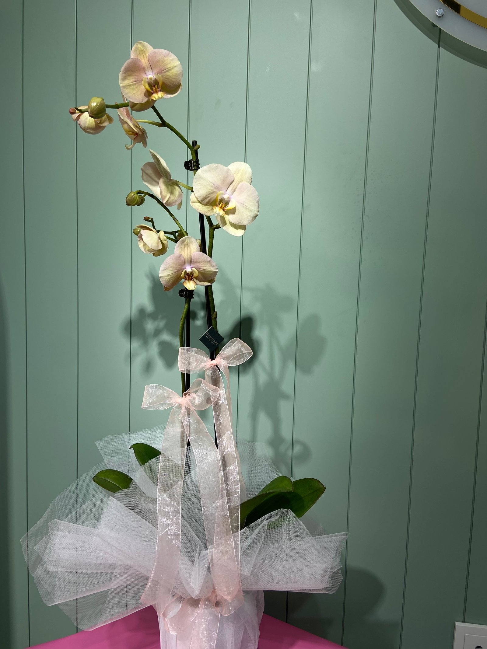 Çift dal orkide Ekru 